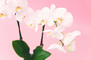 Elegant White Orchids Pink Backdrop Wallpaper