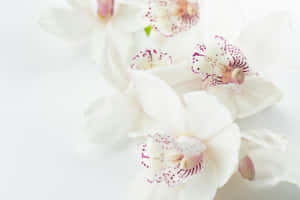 Elegant White Orchids Soft Background Wallpaper