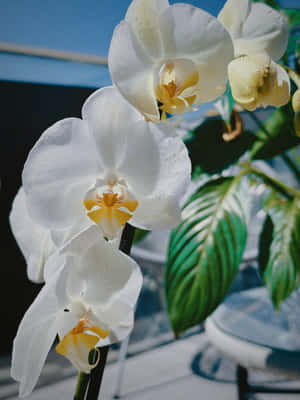 Elegant White Orchids Sunlit Background Wallpaper