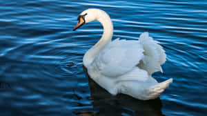 Elegant White Swanon Blue Water.jpg Wallpaper