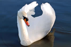 Elegant White Swanon Water.jpg Wallpaper