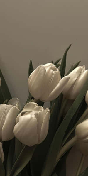 Elegant White Tulips Aesthetic Wallpaper