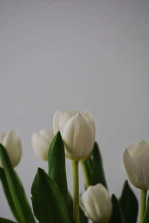 Elegant White Tulips Aesthetic Wallpaper