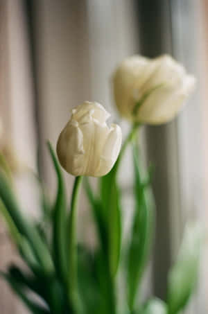 Elegant White Tulips Soft Focus Wallpaper