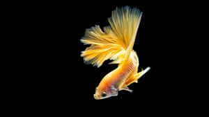 Elegant Yellow Betta Fish Wallpaper