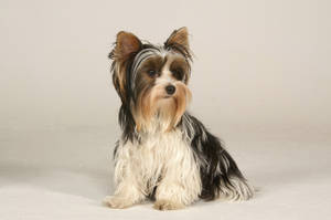 Elegant Yorkshire Terrier Photography Wallpaper