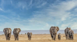 Elephant Approximating Laptop Wallpaper