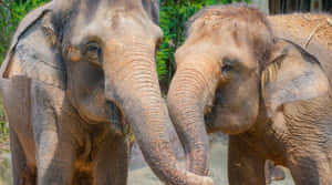 Elephant Bondingat Singapore Zoo Wallpaper