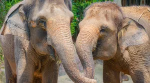 Elephant Bondingat Singapore Zoo Wallpaper