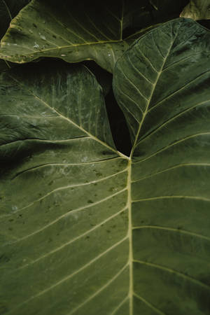 Elephant Ears Flourishing With Green Aesthetic Wallpaper