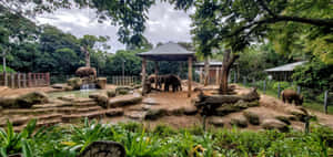 Elephant Enclosure Melbourne Zoo Wallpaper