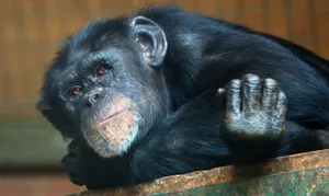 Elephant Family In Their Natural Habitat Wallpaper