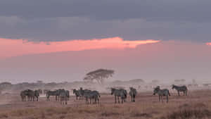 Elephant Gathering In The Savannah Wallpaper