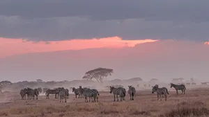Elephant Gathering In The Savannah Wallpaper