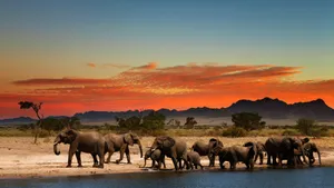 Elephant Herd Sunset Safari Wallpaper