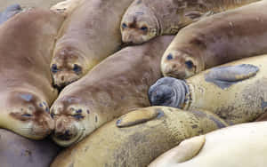 Elephant Seal Colony Resting Wallpaper