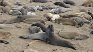 Elephant Seal Colony Restingon Beach Wallpaper