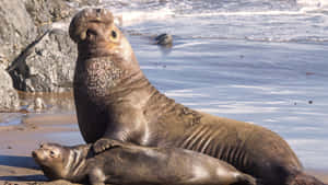 Elephant Seal Duoon Beach Wallpaper