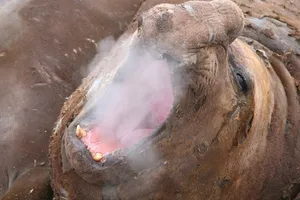 Elephant Seal Exhaling Vapor Wallpaper