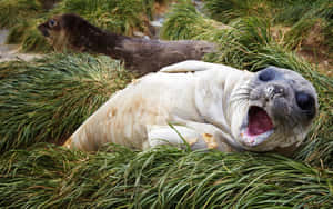 Elephant Seal Expressive Pose Wallpaper