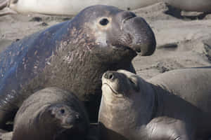 Elephant Seal Family Restingon Beach Wallpaper