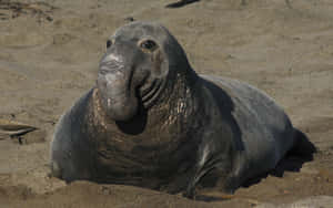 Elephant Seal On Sand Wallpaper