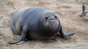 Elephant Seal On Sand Wallpaper