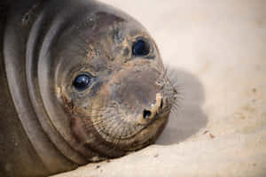 Elephant Seal Pup Restingon Sand Wallpaper