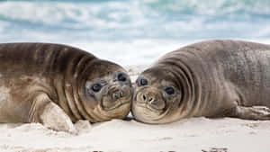 Elephant Seal Pups On Beach Wallpaper