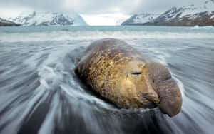 Elephant Seal Restingon Beach Wallpaper