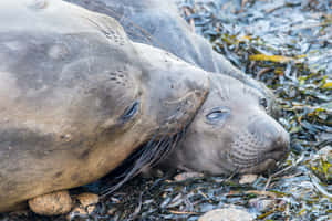 Elephant Seal Restingon Seaweed Wallpaper