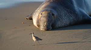 Elephant Sealand Birdon Beach Wallpaper