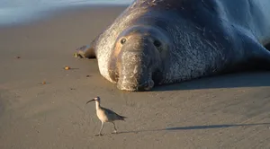 Elephant Sealand Birdon Beach Wallpaper