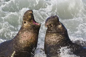 Elephant Seals Confrontation Wallpaper