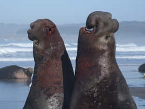 Elephant Seals Dominance Display Wallpaper