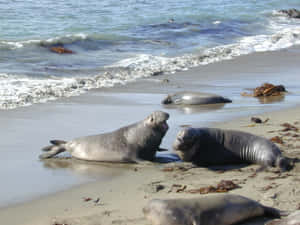 Elephant Seals On Beach Wallpaper
