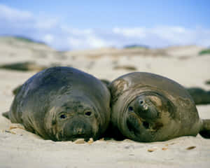 Elephant Seals Restingon Beach Wallpaper