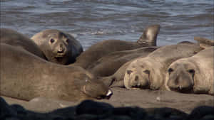 Elephant Seals Restingon Beach Wallpaper