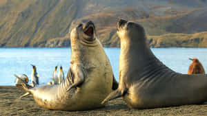 Elephant Seals Shoreline Gathering Wallpaper