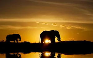 Elephant Silhouettesat Sunset Wallpaper
