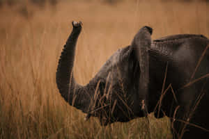 Elephant_ Trumpeting_in_ Grasslands.jpg Wallpaper