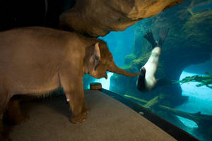 Elephant Visits Sea Lion In Aquarium Wallpaper