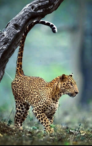 Elephants In Their Natural Habitat Wallpaper