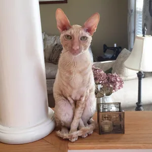 Elf Cat Posing With Magical Green Eyes Wallpaper