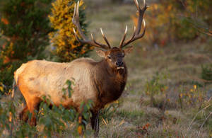 Elk Chewing Wallpaper