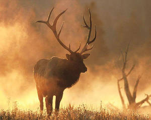 Elk Forest Fire Wallpaper
