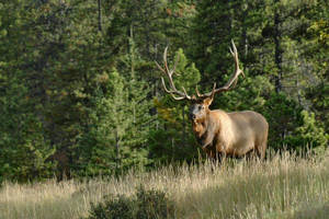 Elk Heavy Antlers Wallpaper