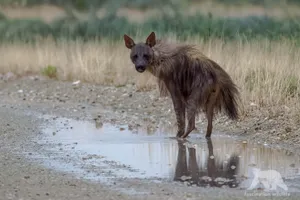 Elusive Brown Hyena Wallpaper