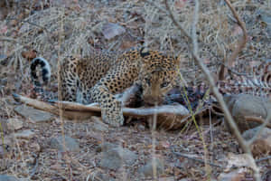 Elusive Leopard Cub Wallpaper