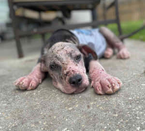 Emaciated Bald Puppy Wallpaper